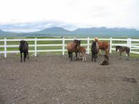 Pferdehof Flugumýri in Skagafjörður