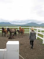 Pferdehof Flugumýri in Skagafjörður