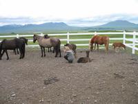 Pferdehof Flugumýri in Skagafjörður