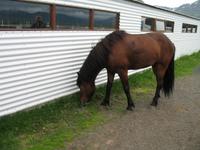 Pferdehof Flugumýri in Skagafjörður