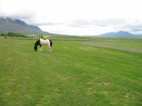 Pferdehof Flugumýri in Skagafjörður