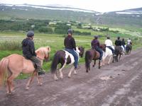 Pferdeausflug in Akureyri