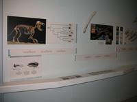 Walmuseum in Húsavík