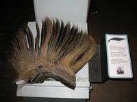 Walmuseum in Húsavík