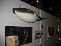 Walmuseum in Húsavík