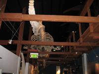 Walmuseum in Húsavík