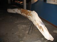 Walmuseum in Húsavík