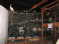 Walmuseum in Húsavík