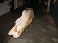 Walmuseum in Húsavík