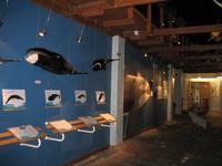 Walmuseum in Húsavík