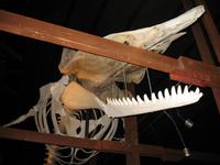 Walmuseum in Húsavík