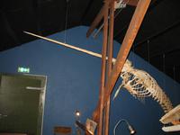 Walmuseum in Húsavík