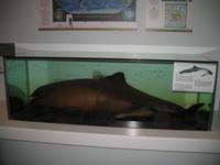 Walmuseum in Húsavík