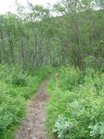 Felsenschlucht Ásbyrgi