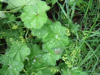 Felsenschlucht Ásbyrgi