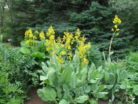 Botanischer Garten in Akureyri