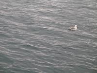 Walbeobachtung mit Ambassador bei Akureyri