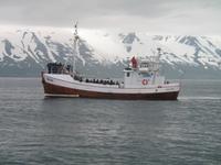 Walbeobachtung mit Ambassador bei Akureyri