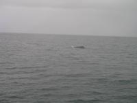 Walbeobachtung mit Ambassador bei Akureyri