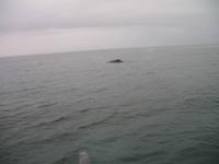 Walbeobachtung mit Ambassador bei Akureyri