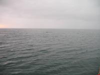 Walbeobachtung mit Ambassador bei Akureyri