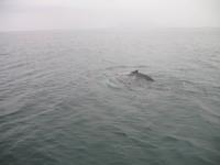 Walbeobachtung mit Ambassador bei Akureyri