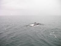 Walbeobachtung mit Ambassador bei Akureyri