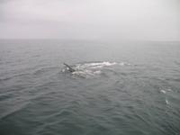 Walbeobachtung mit Ambassador bei Akureyri