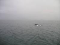 Walbeobachtung mit Ambassador bei Akureyri