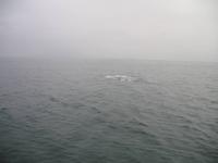 Walbeobachtung mit Ambassador bei Akureyri