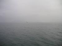 Walbeobachtung mit Ambassador bei Akureyri