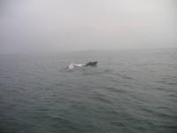 Walbeobachtung mit Ambassador bei Akureyri