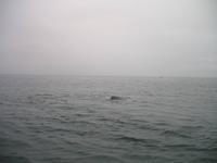 Walbeobachtung mit Ambassador bei Akureyri