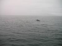 Walbeobachtung mit Ambassador bei Akureyri