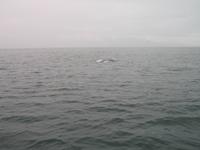 Walbeobachtung mit Ambassador bei Akureyri