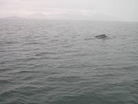 Walbeobachtung mit Ambassador bei Akureyri