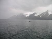 Walbeobachtung mit Ambassador bei Akureyri