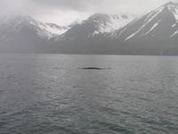 Walbeobachtung mit Ambassador bei Akureyri