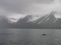 Walbeobachtung mit Ambassador bei Akureyri