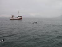 Walbeobachtung mit Ambassador bei Akureyri