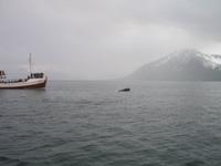 Walbeobachtung mit Ambassador bei Akureyri