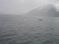 Walbeobachtung mit Ambassador bei Akureyri