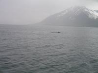 Walbeobachtung mit Ambassador bei Akureyri