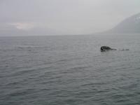 Walbeobachtung mit Ambassador bei Akureyri