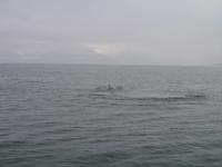 Walbeobachtung mit Ambassador bei Akureyri