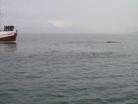 Walbeobachtung mit Ambassador bei Akureyri