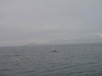 Walbeobachtung mit Ambassador bei Akureyri