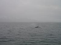 Walbeobachtung mit Ambassador bei Akureyri