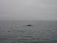 Walbeobachtung mit Ambassador bei Akureyri