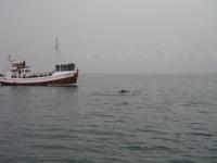 Walbeobachtung mit Ambassador bei Akureyri